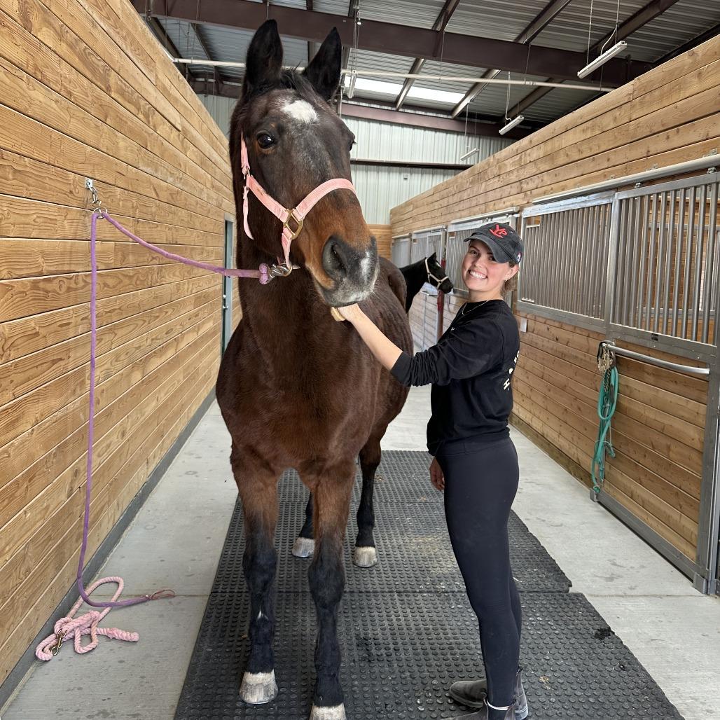 Sammy Girl, Adoptable, Senior Female Quarterhorse.