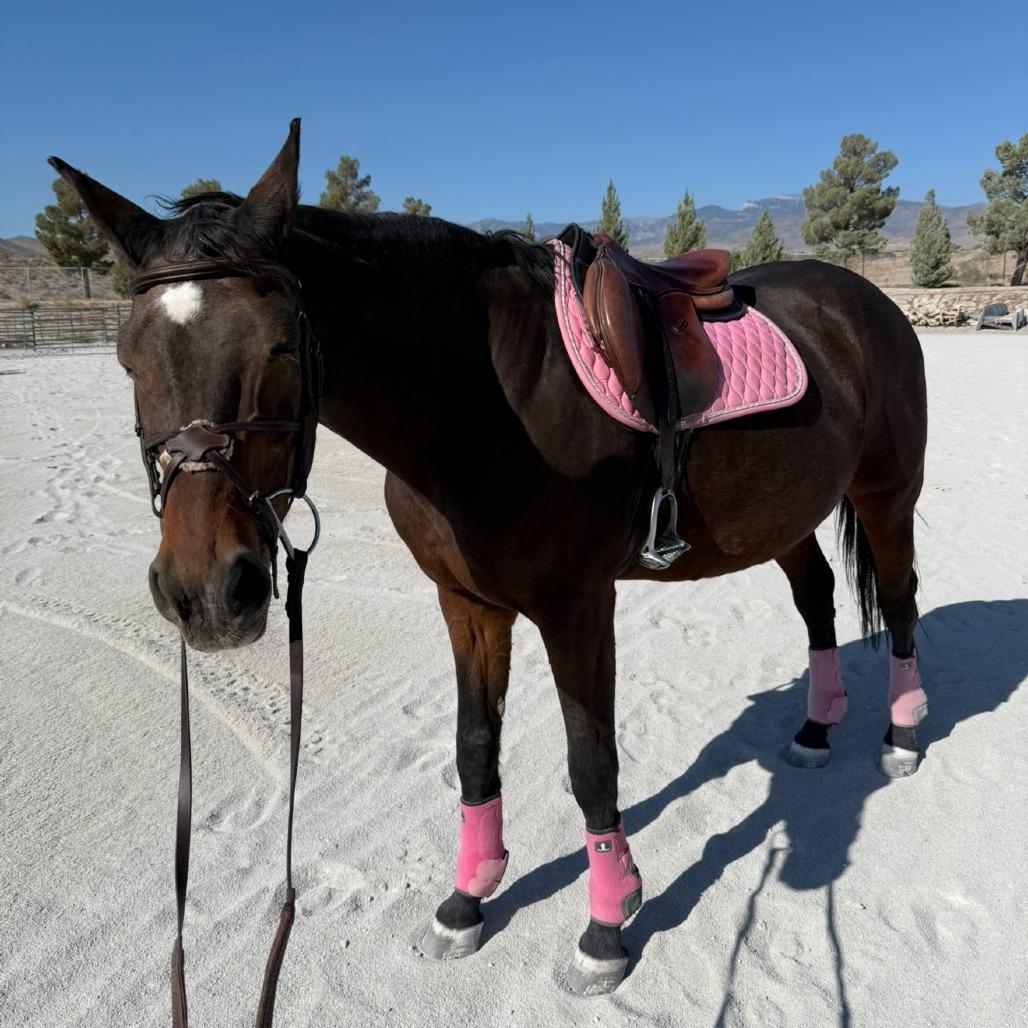 Sammy Girl, a Adoptable Quarterhorse in Las Vegas, NV image 3/4