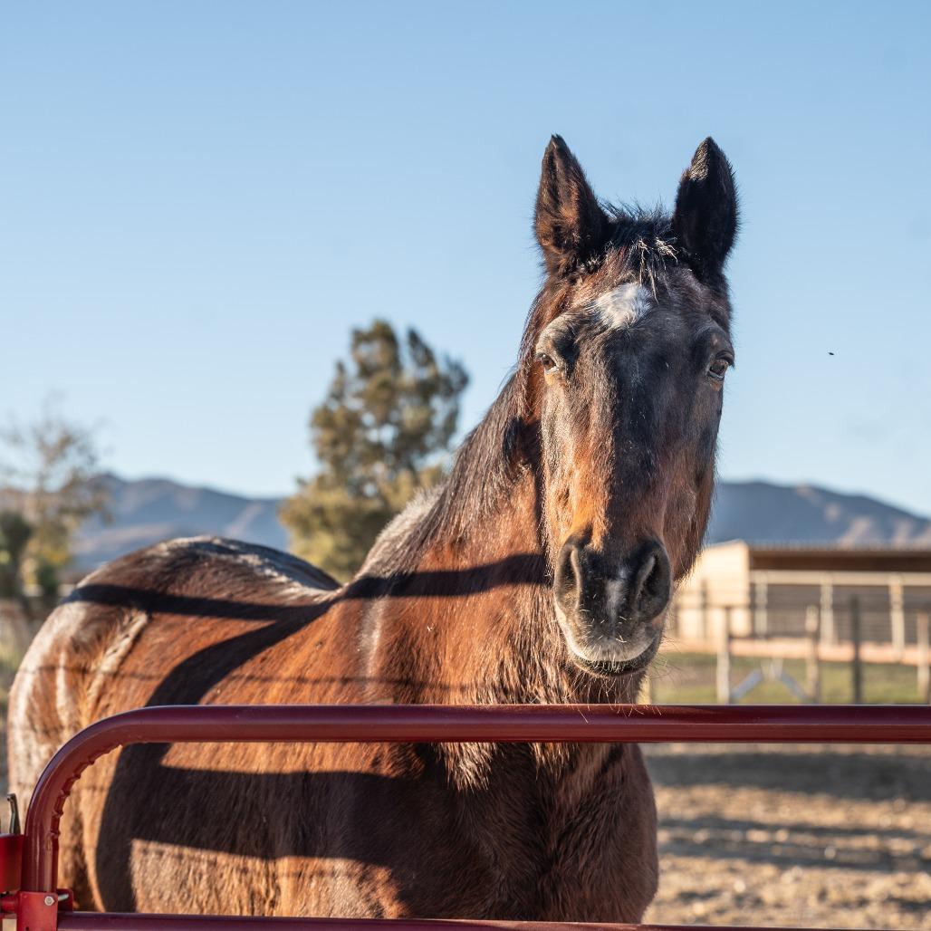 Sammy Girl, a Adoptable Quarterhorse in Las Vegas, NV image 4/4