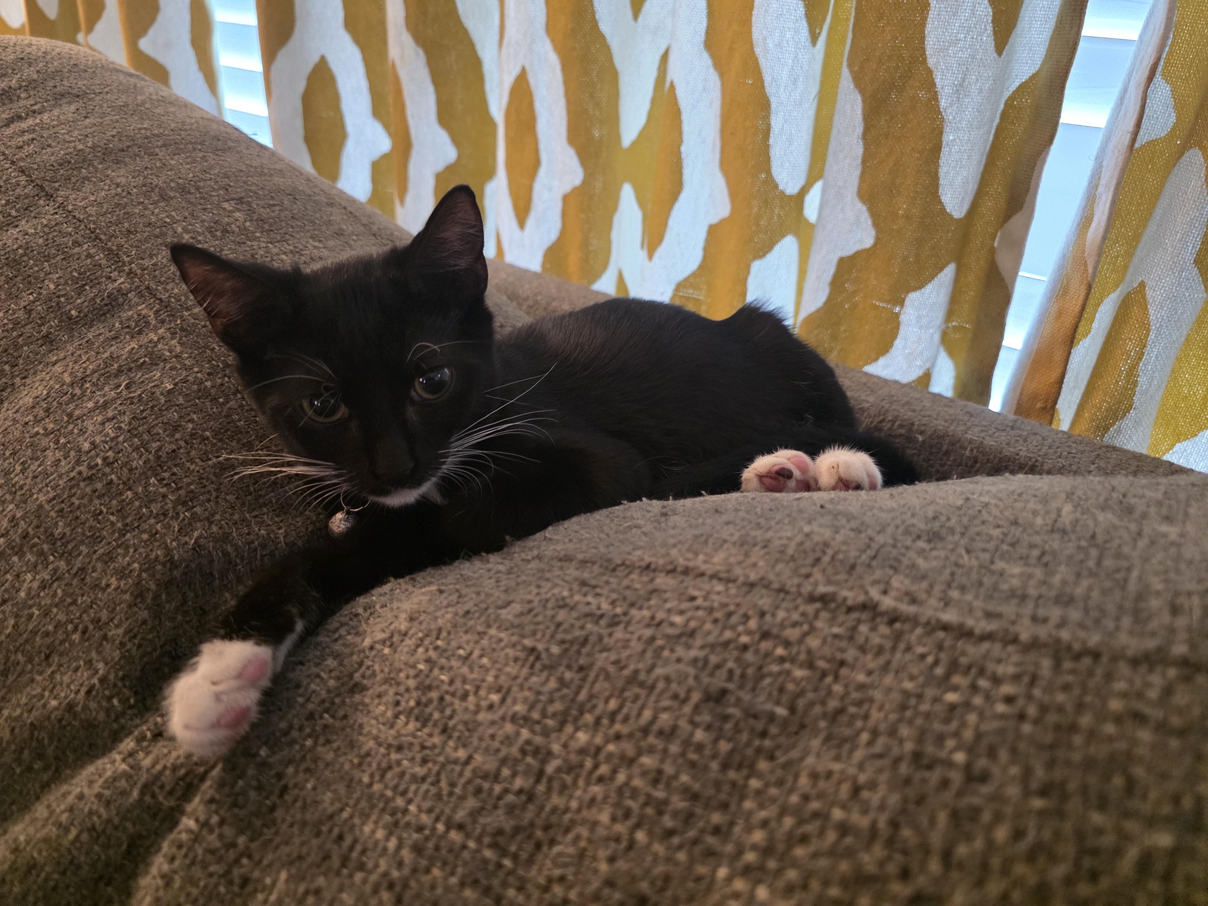 Saja, adoptable, Kitten Male Tuxedo & American Shorthair.