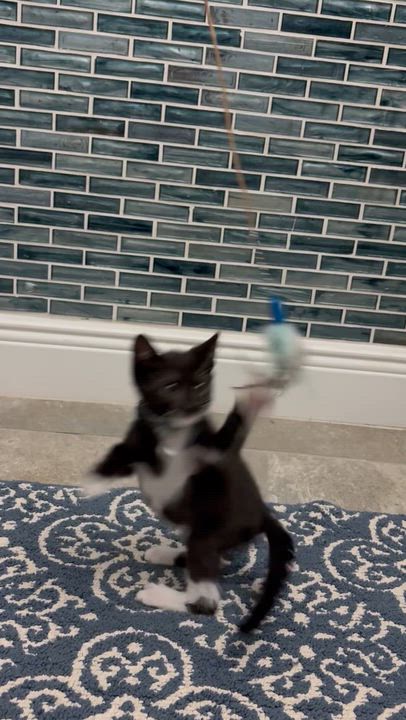 Enlarge Saja, an adoptable mixed breed in Maitland, FL video 1/3