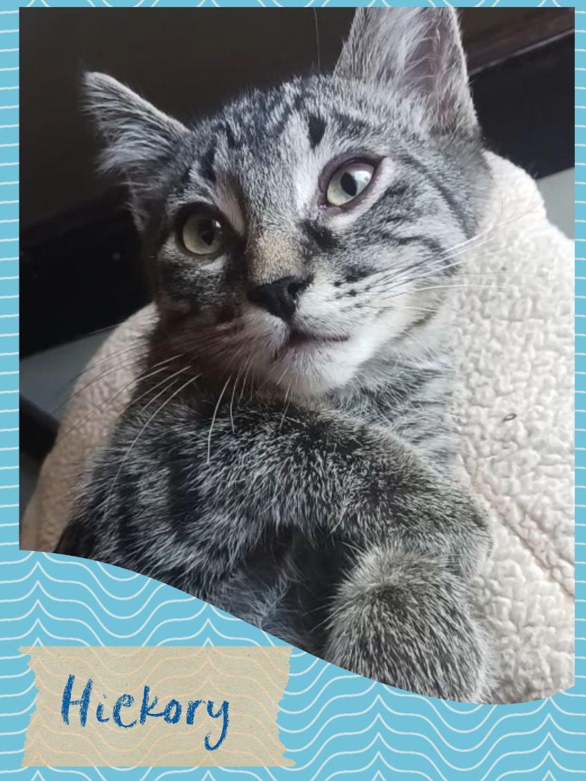Hickory, a ADOPTABLE Tabby in Pasco, WA image 1/2