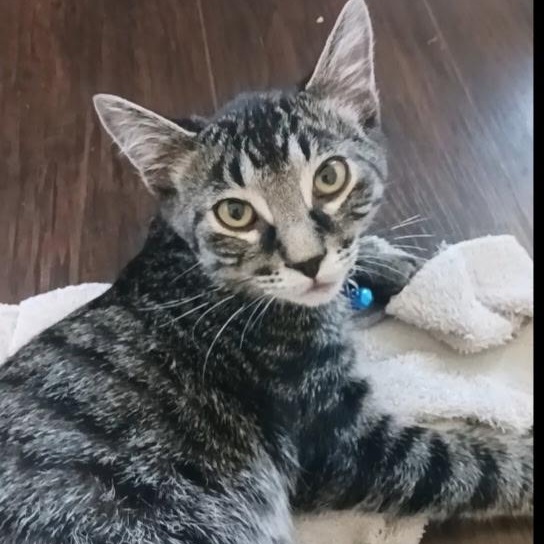 Hickory, a ADOPTABLE Tabby in Pasco, WA image 2/2