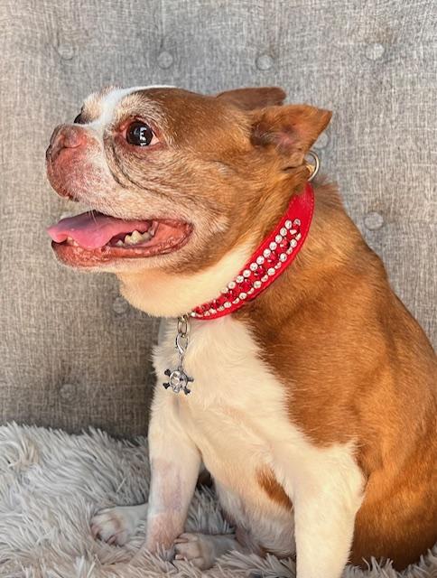 Enlarge Lily , a ADOPTABLE Boston Terrier in Egg Harbor City, NJ image 2/5