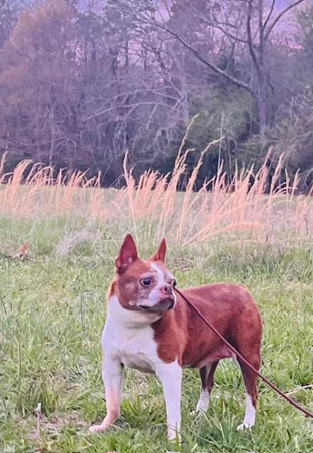 Enlarge Lily , a ADOPTABLE Boston Terrier in Egg Harbor City, NJ image 4/5