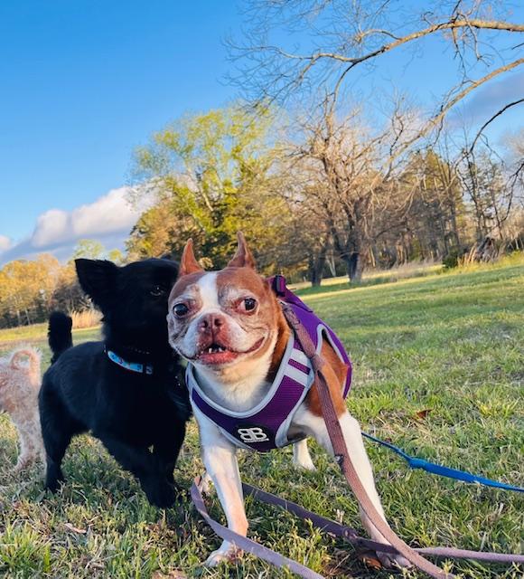 Enlarge Lily , a ADOPTABLE Boston Terrier in Egg Harbor City, NJ image 3/5