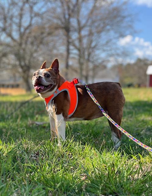 Enlarge Lily , a ADOPTABLE Boston Terrier in Egg Harbor City, NJ image 5/5