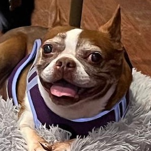 Enlarge Lily , a ADOPTABLE Boston Terrier in Egg Harbor City, NJ image 1/5
