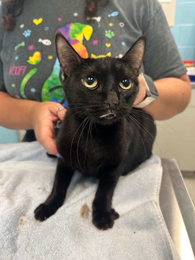 Velvet (BARN CAT), Adoptable, Adult Female Domestic Short Hair.