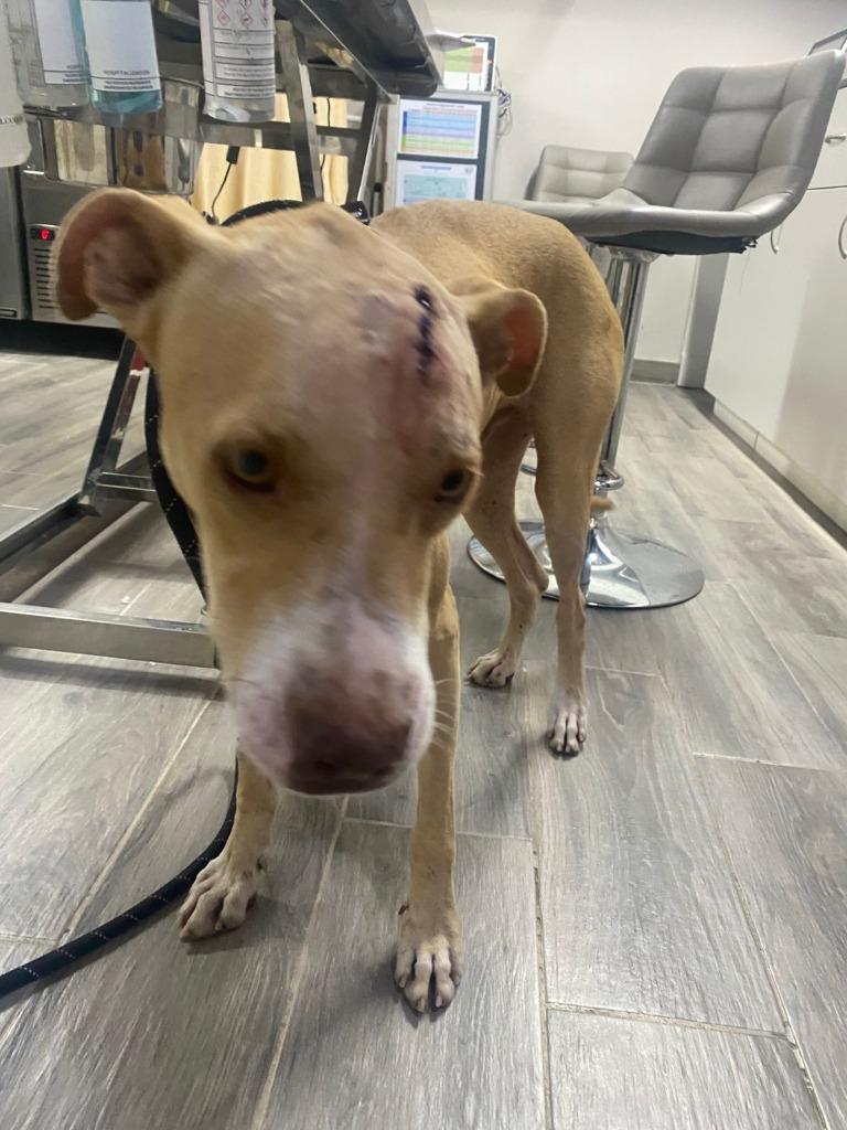 Warrior, Adoptable, Adult Male Labrador Retriever.