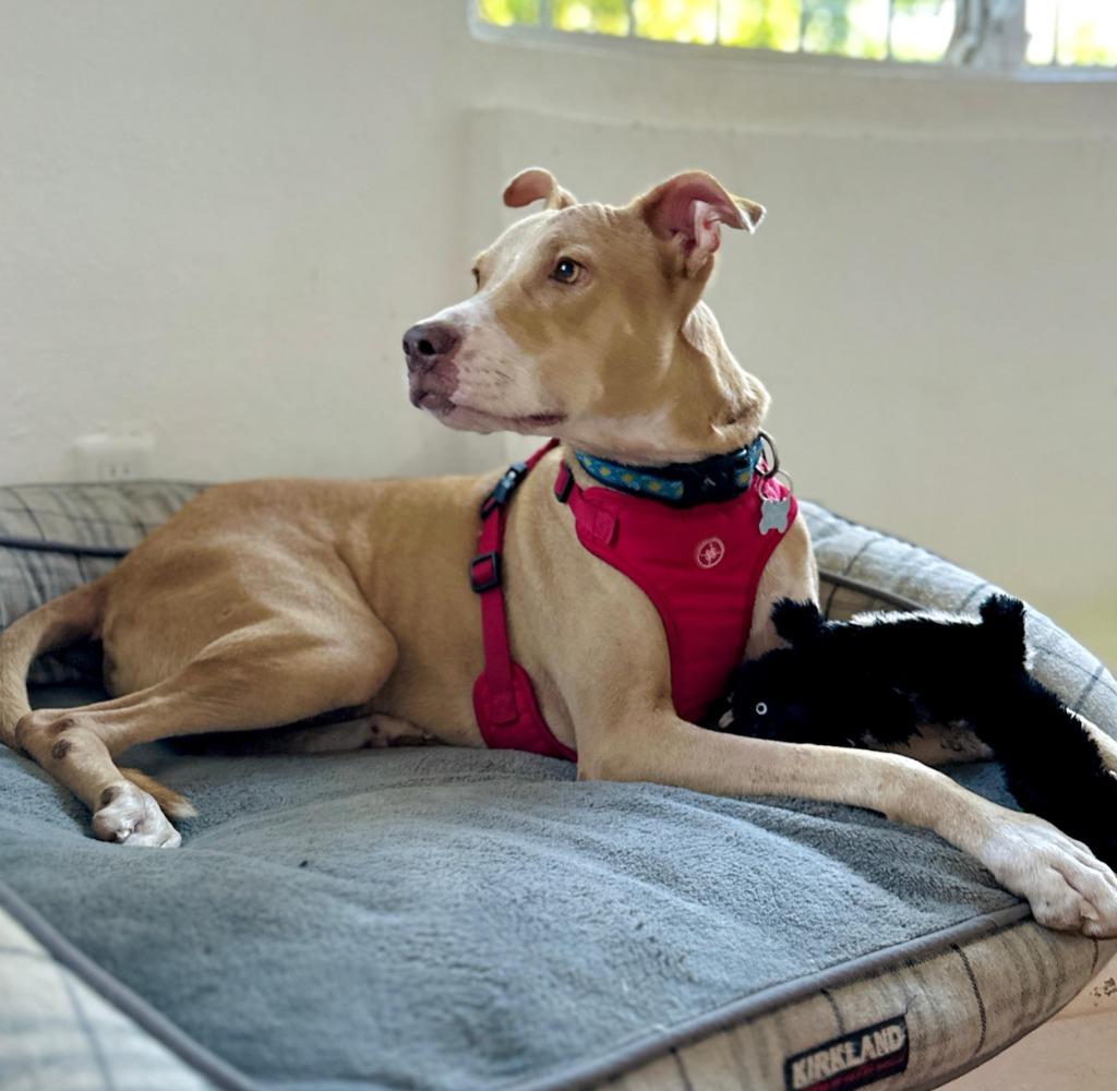 Warrior, a Adoptable Labrador Retriever in San Juan de Abajo, NAY image 2/3