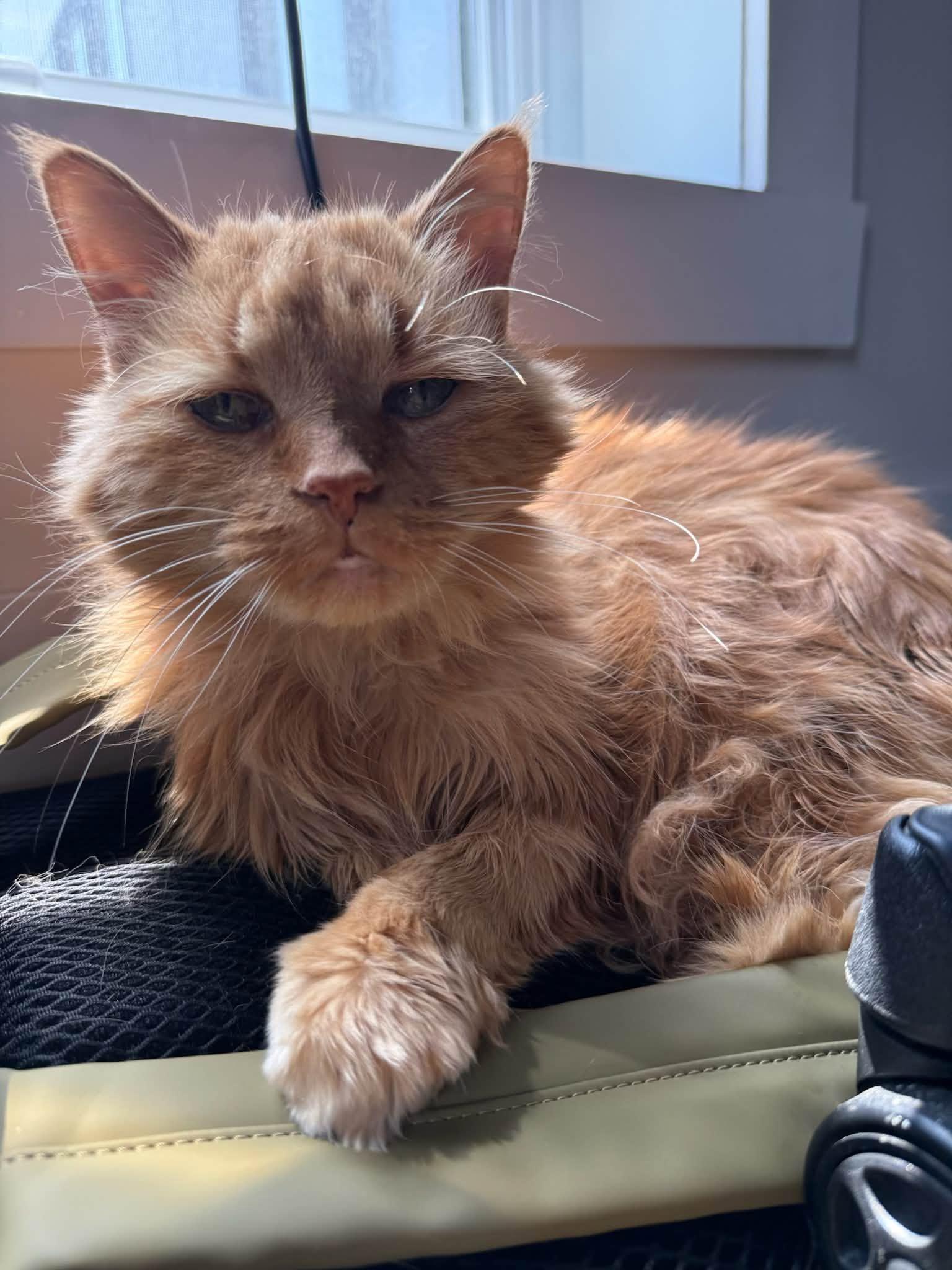 !BONDED PAIR! Charlie & Joe, a ADOPTABLE Domestic Medium Hair in Montreal, QC image 2/6