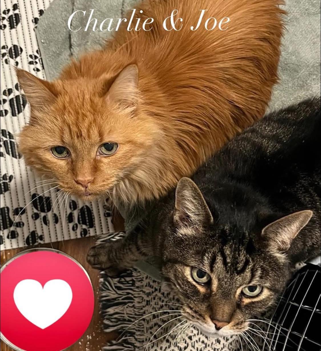 Enlarge !BONDED PAIR! Charlie & Joe, a ADOPTABLE Domestic Medium Hair in Montreal, QC image 1/6