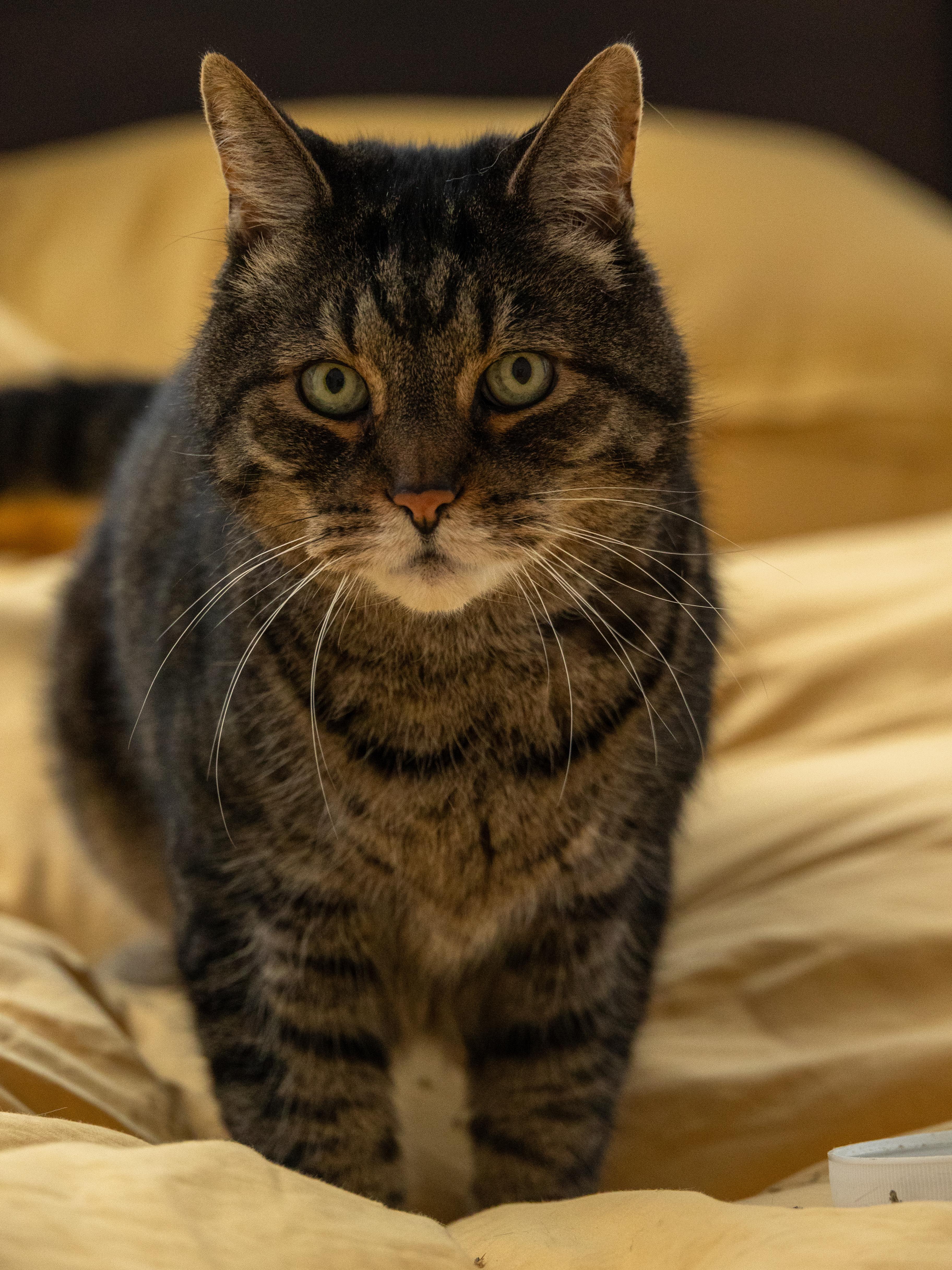 !BONDED PAIR! Charlie & Joe, a ADOPTABLE Domestic Medium Hair in Montreal, QC image 3/6