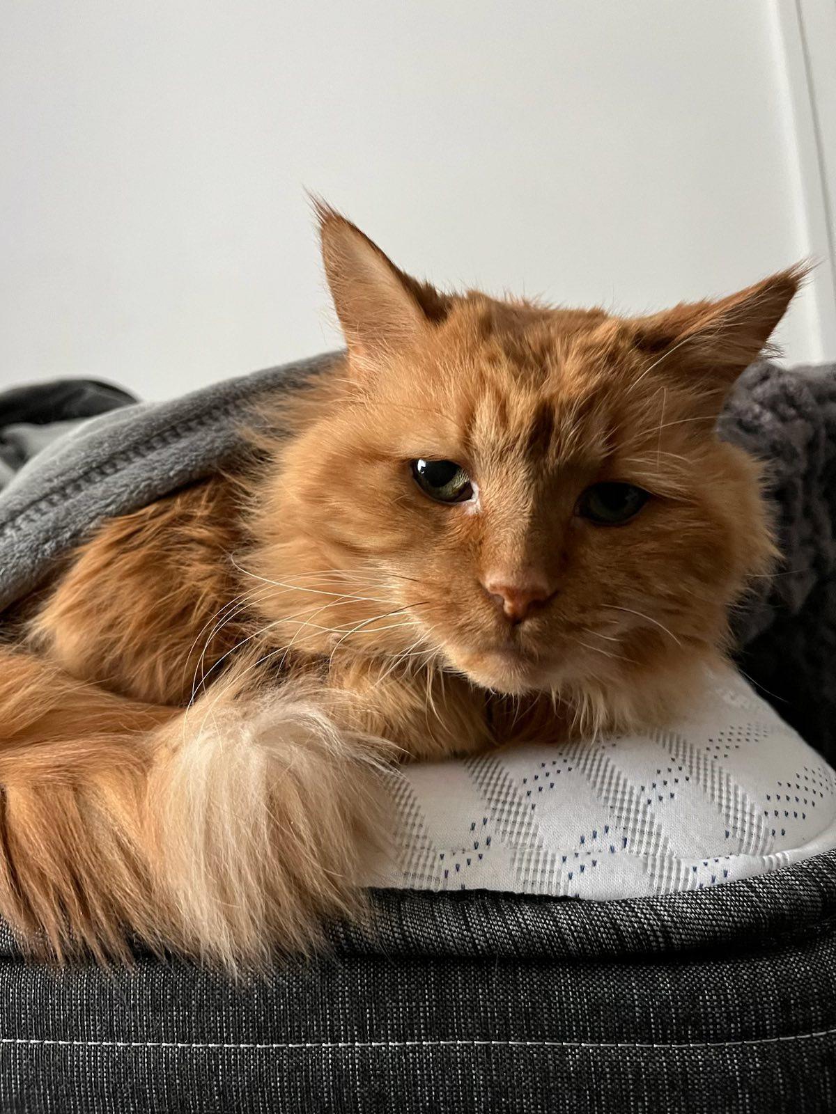 Enlarge !BONDED PAIR! Charlie & Joe, a ADOPTABLE Domestic Medium Hair in Montreal, QC image 3/6