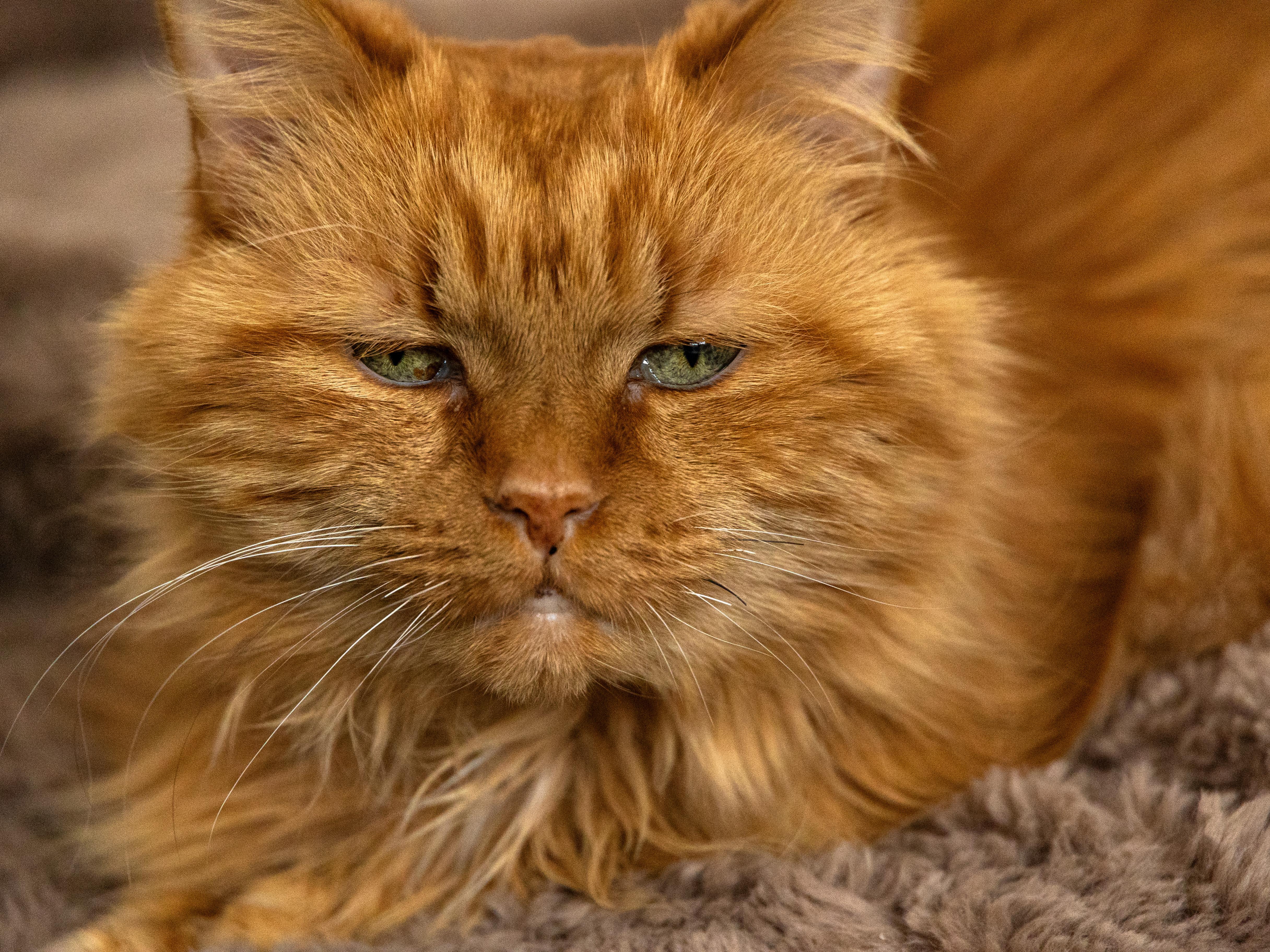 !BONDED PAIR! Charlie & Joe, a ADOPTABLE Domestic Medium Hair in Montreal, QC image 2/6