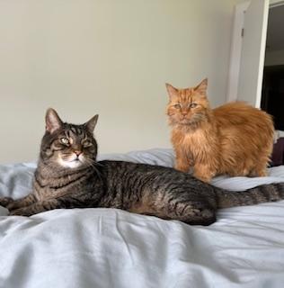!BONDED PAIR! Charlie & Joe, ADOPTABLE, Senior Male Domestic Medium Hair.