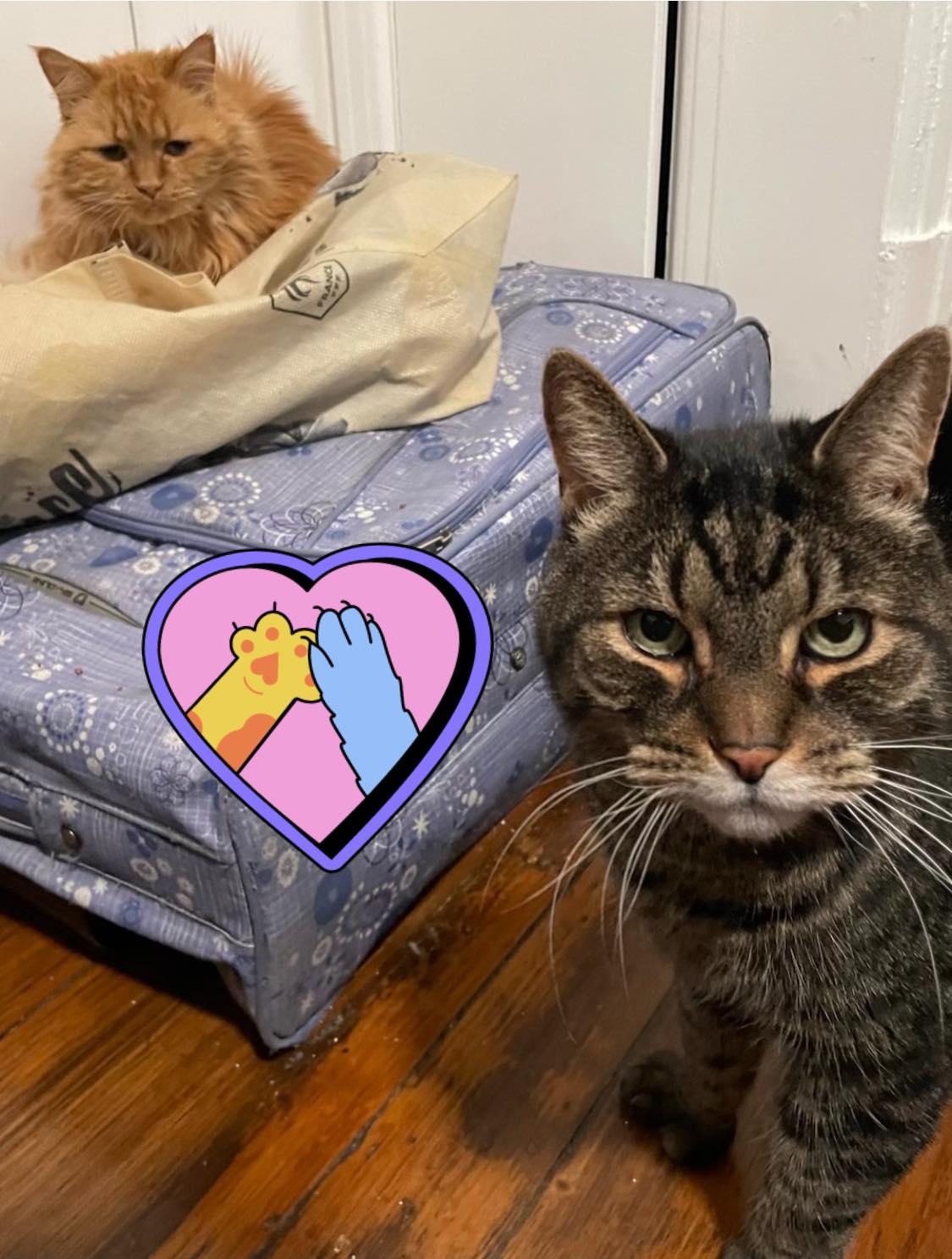 Enlarge !BONDED PAIR! Charlie & Joe, a ADOPTABLE Domestic Medium Hair in Montreal, QC image 2/6