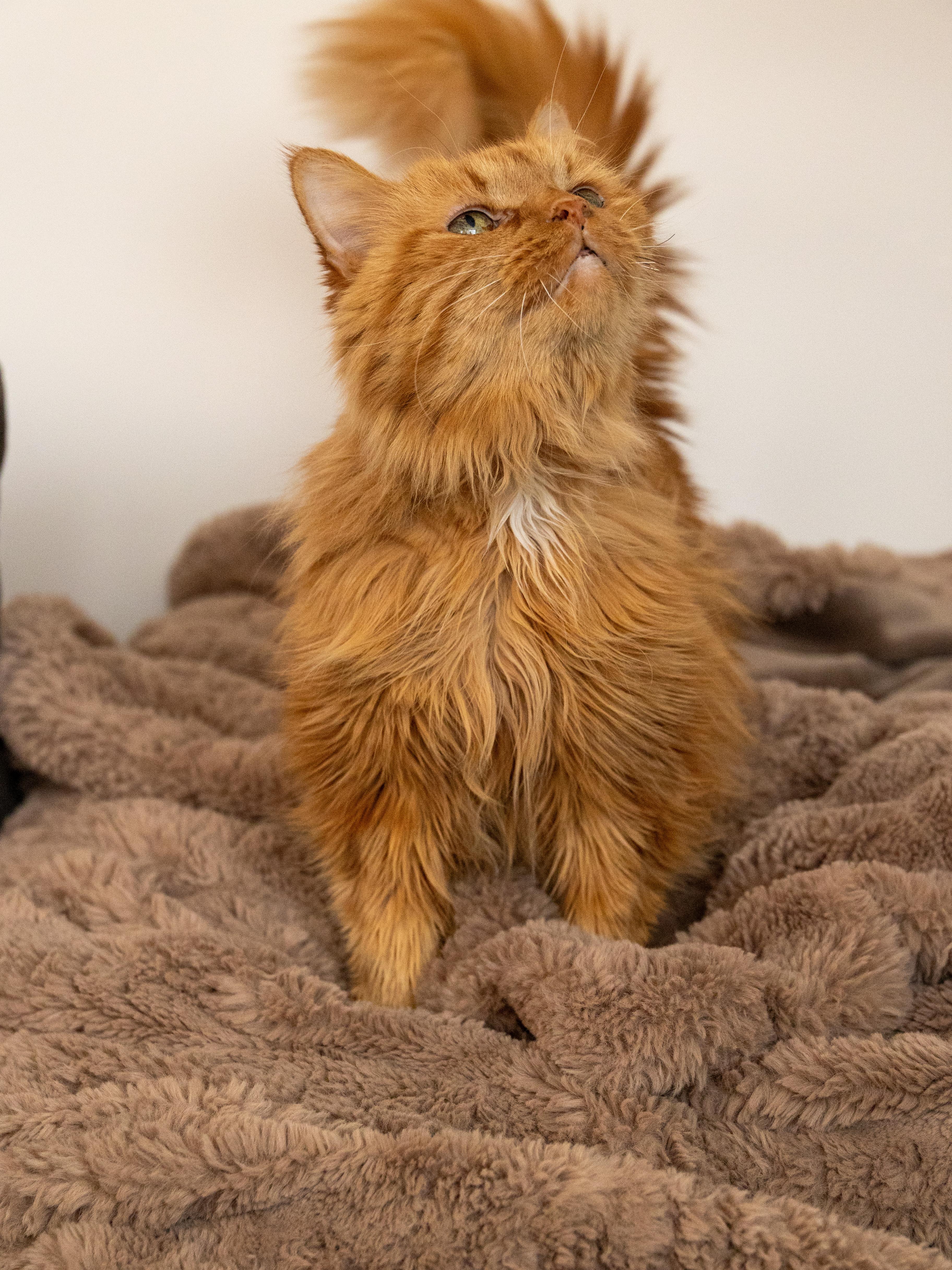 !BONDED PAIR! Charlie & Joe, a ADOPTABLE Domestic Medium Hair in Montreal, QC image 5/6