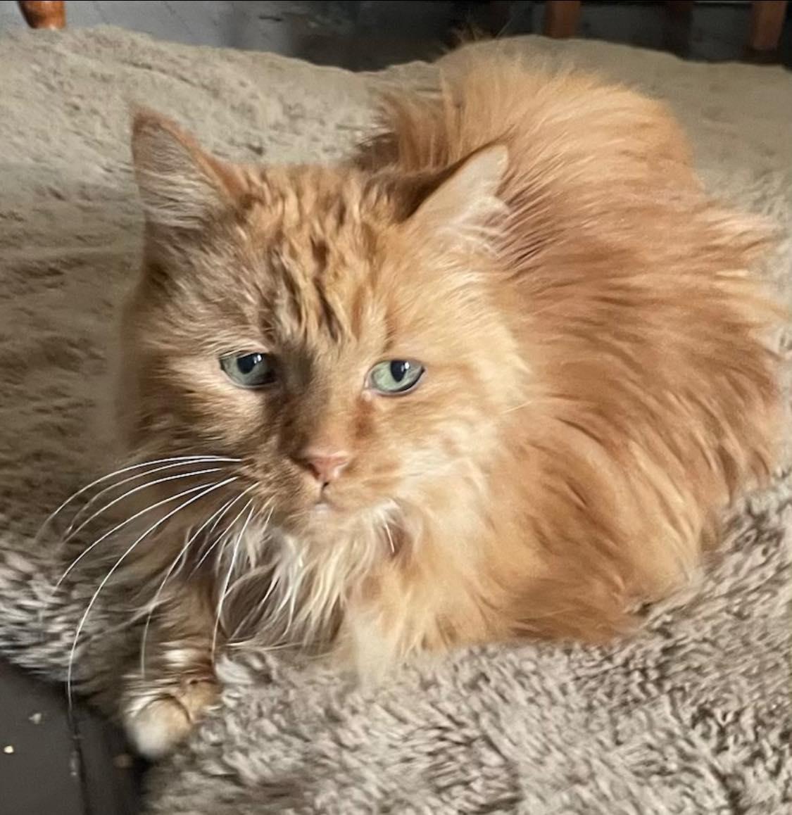 Enlarge !BONDED PAIR! Charlie & Joe, a ADOPTABLE Domestic Medium Hair in Montreal, QC image 5/6