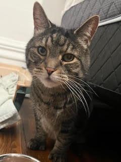 Enlarge !BONDED PAIR! Charlie & Joe, a ADOPTABLE Domestic Medium Hair in Montreal, QC image 6/6