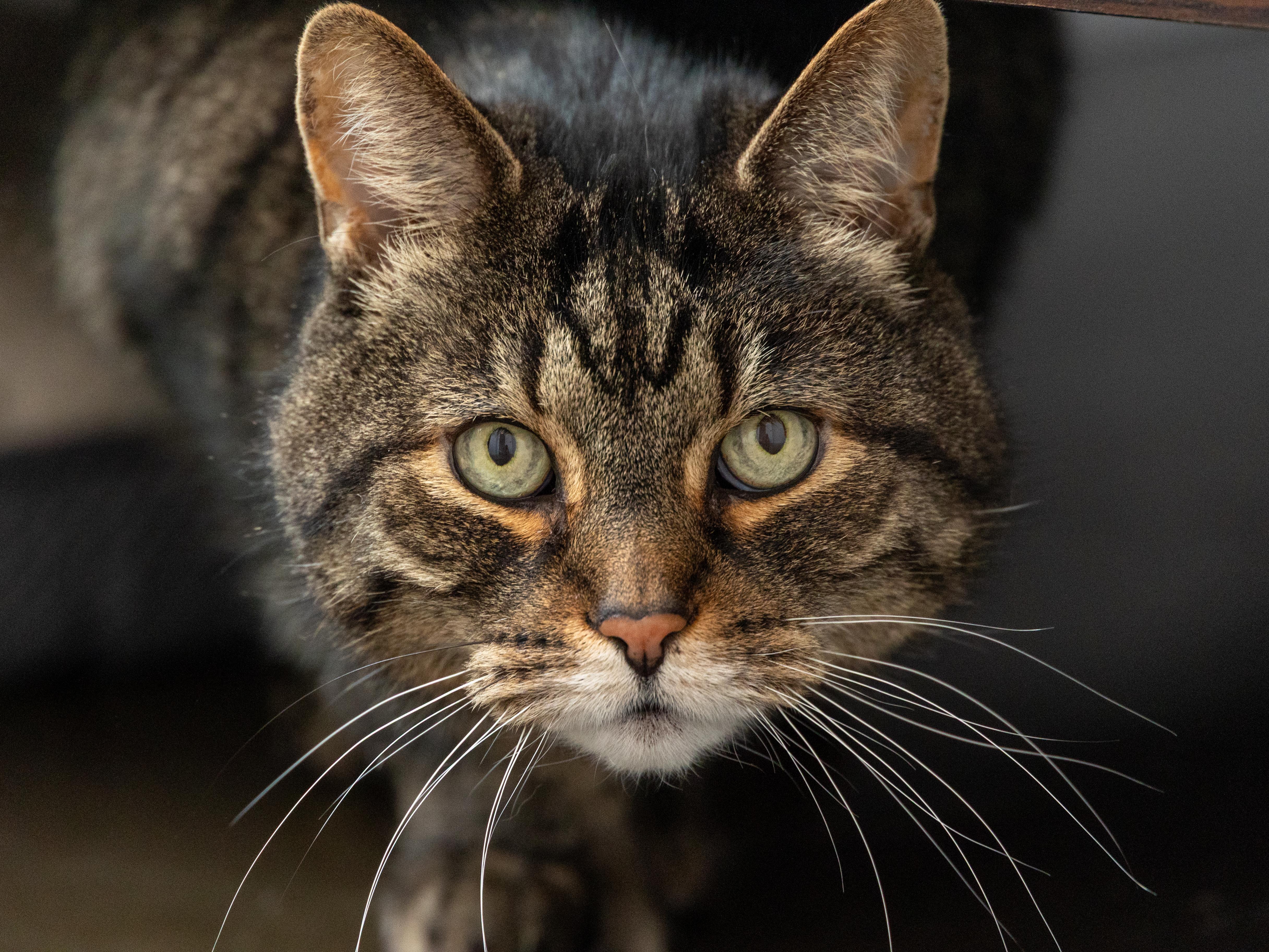 !BONDED PAIR! Charlie & Joe, a ADOPTABLE Domestic Medium Hair in Montreal, QC image 6/6