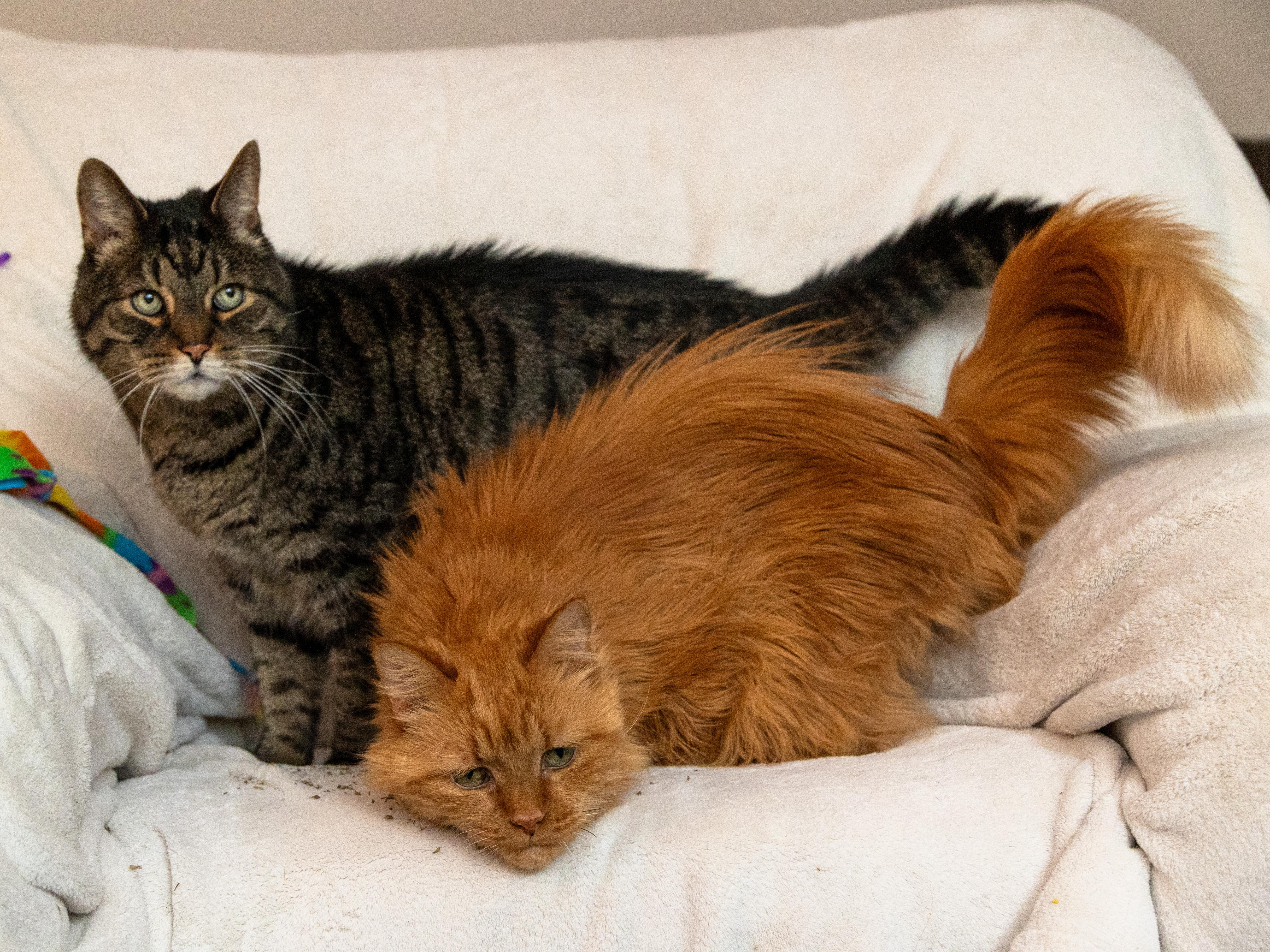!BONDED PAIR! Charlie & Joe, a ADOPTABLE Domestic Medium Hair in Montreal, QC image 1/6