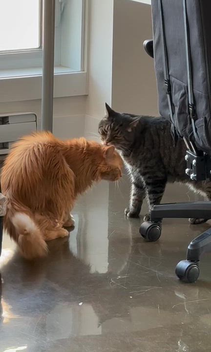 Enlarge !BONDED PAIR! Charlie & Joe, a ADOPTABLE Domestic Medium Hair in Montreal, QC video 6/6