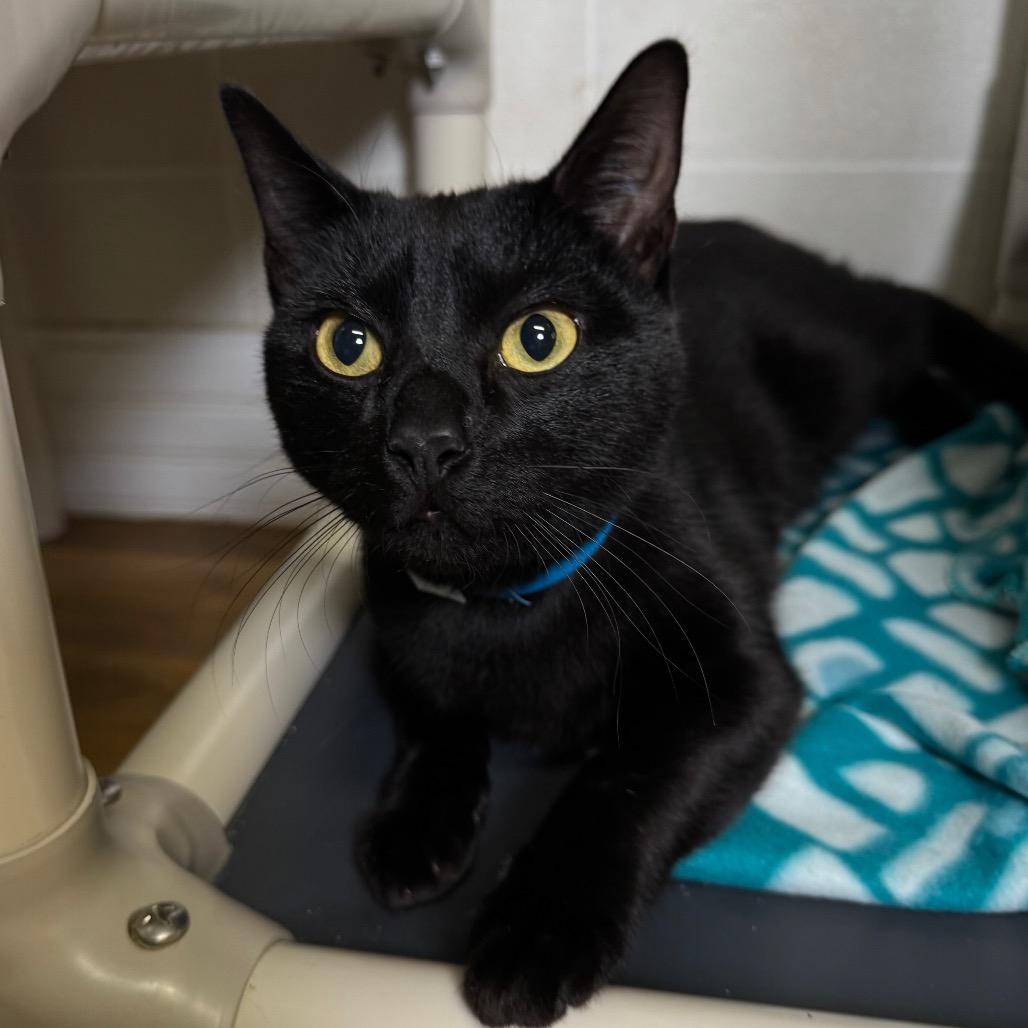 Beavis, Adoptable, Young Male Domestic Short Hair.