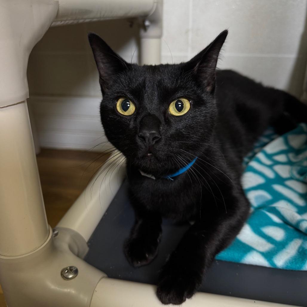 Beavis, a Adoptable Domestic Short Hair in Franklin, NC image 2/6