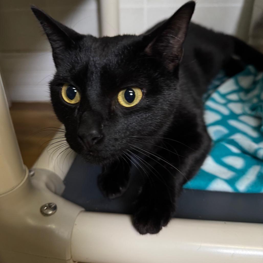 Beavis, a Adoptable Domestic Short Hair in Franklin, NC image 4/6