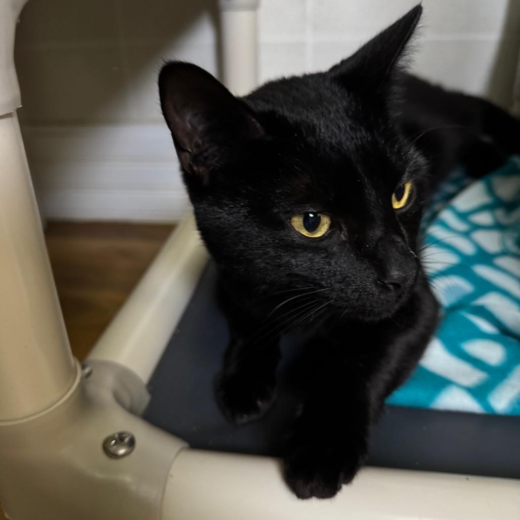 Beavis, a Adoptable Domestic Short Hair in Franklin, NC image 5/6