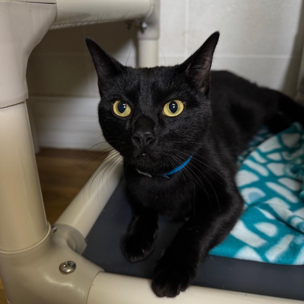 Beavis, a Adoptable Domestic Short Hair in Franklin, NC image 6/6