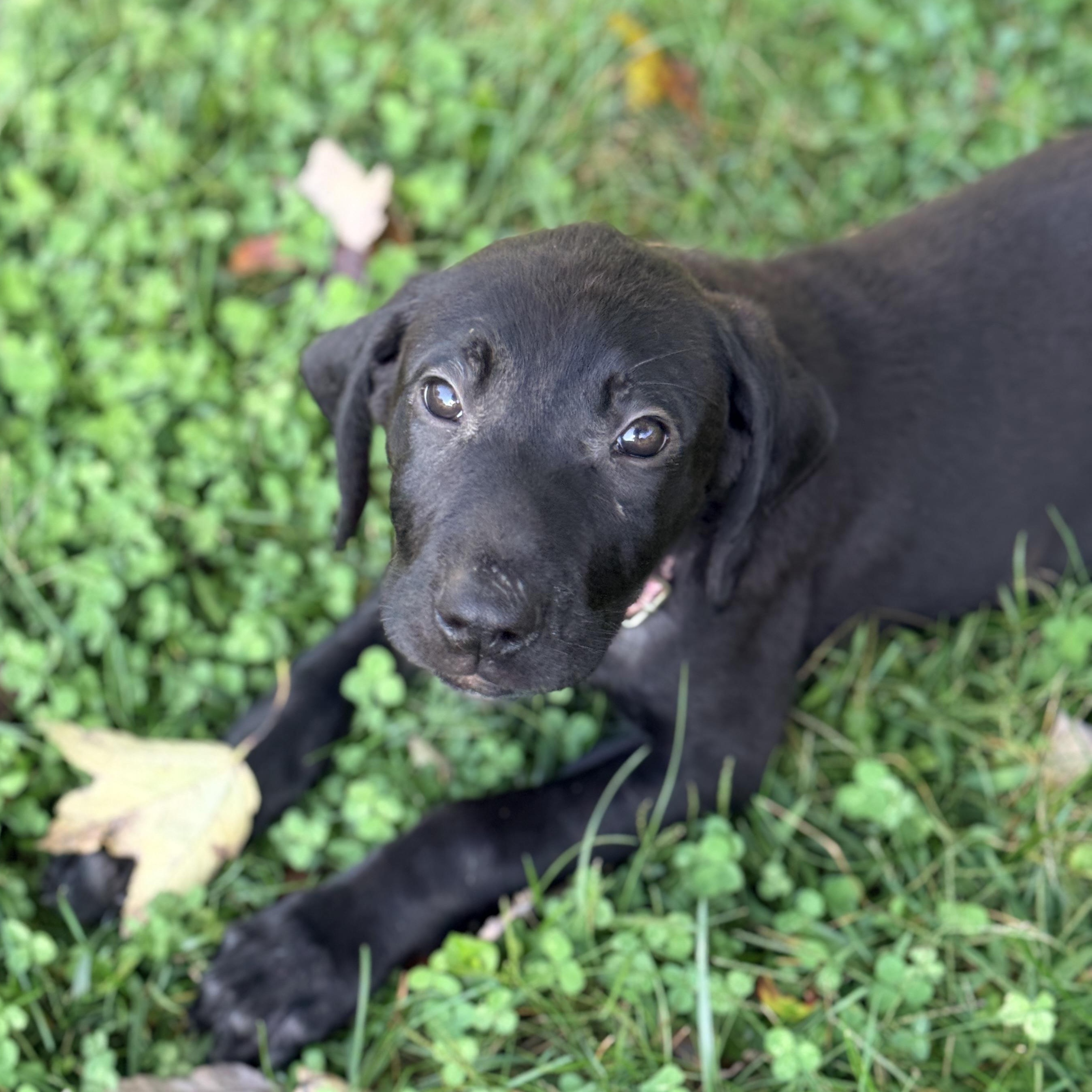 Enlarge Samantha, a Adoptable Mixed Breed in Columbia, MD image 1/6