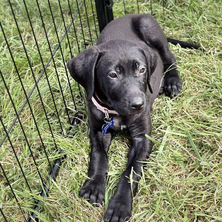Enlarge Samantha, a Adoptable Mixed Breed in Columbia, MD image 3/6