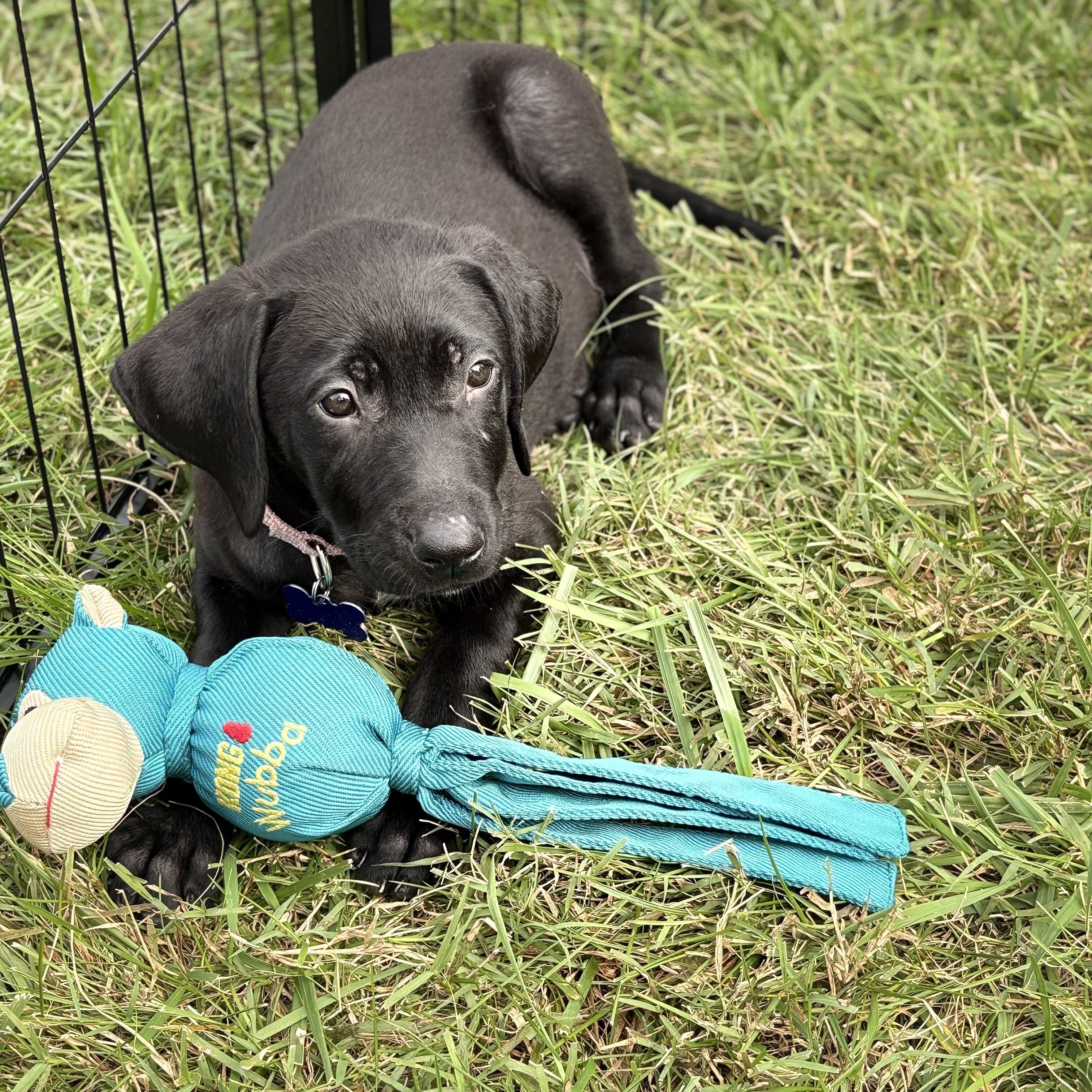 Enlarge Samantha, a Adoptable Mixed Breed in Columbia, MD image 2/6