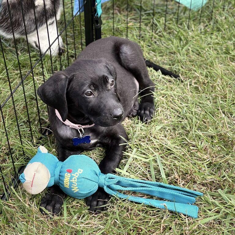 Enlarge Samantha, a Adoptable Mixed Breed in Columbia, MD image 5/6