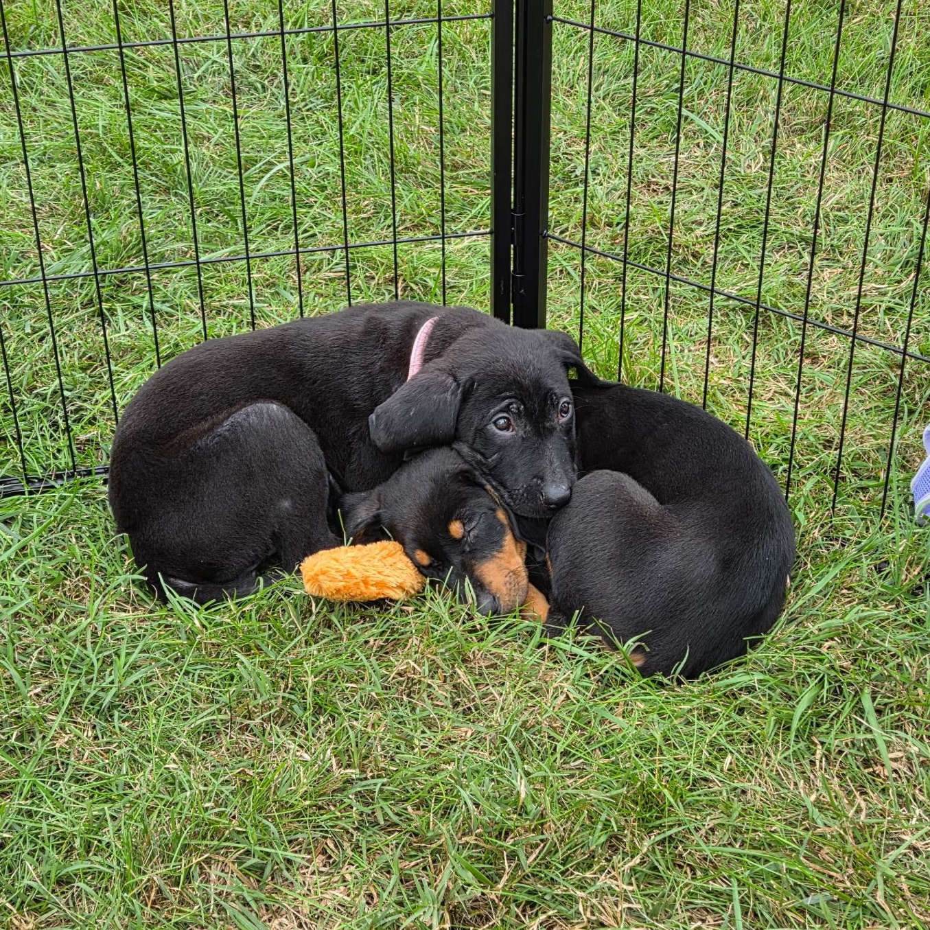 Enlarge Samantha, a Adoptable Mixed Breed in Columbia, MD image 4/6