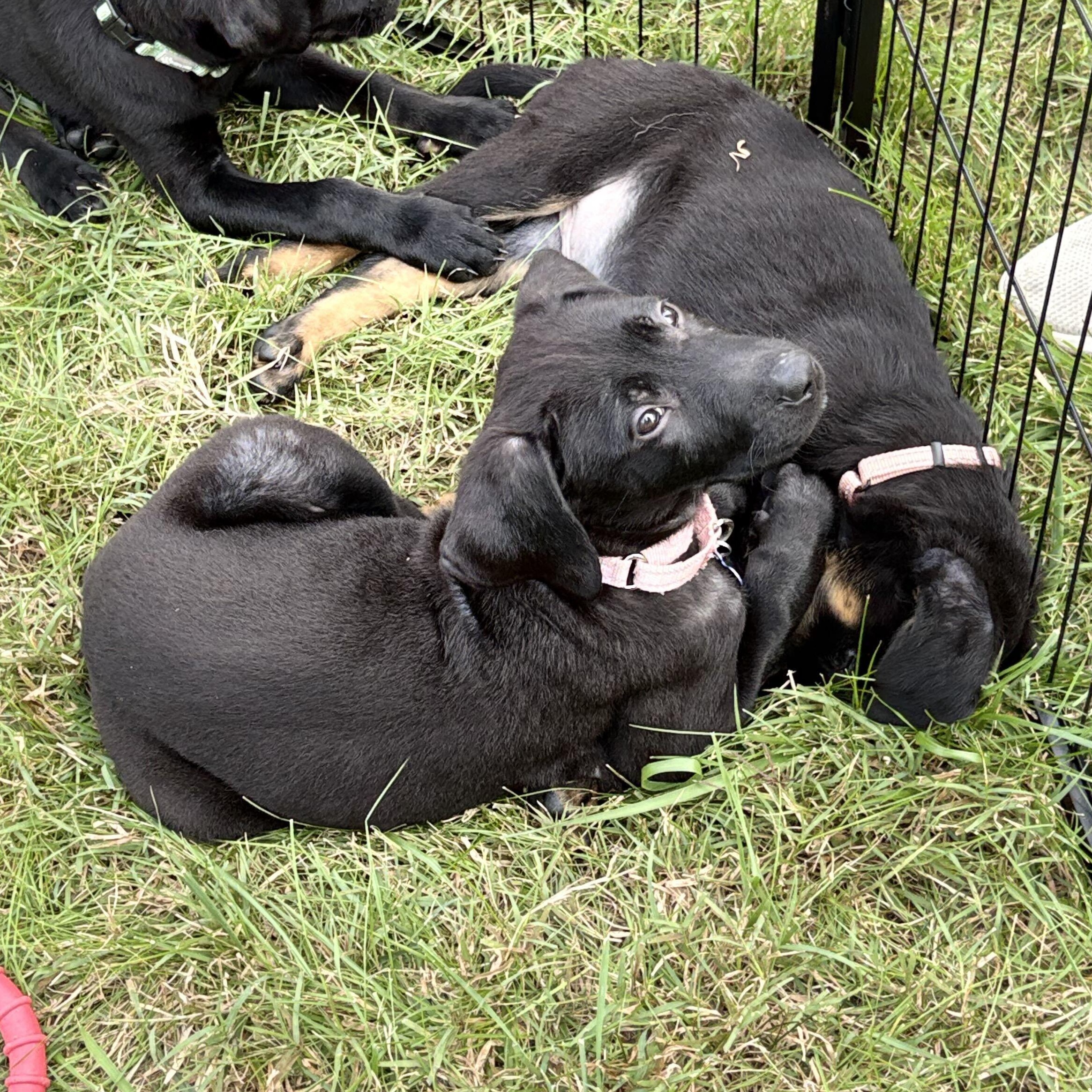 Enlarge Samantha, a Adoptable Mixed Breed in Columbia, MD image 6/6