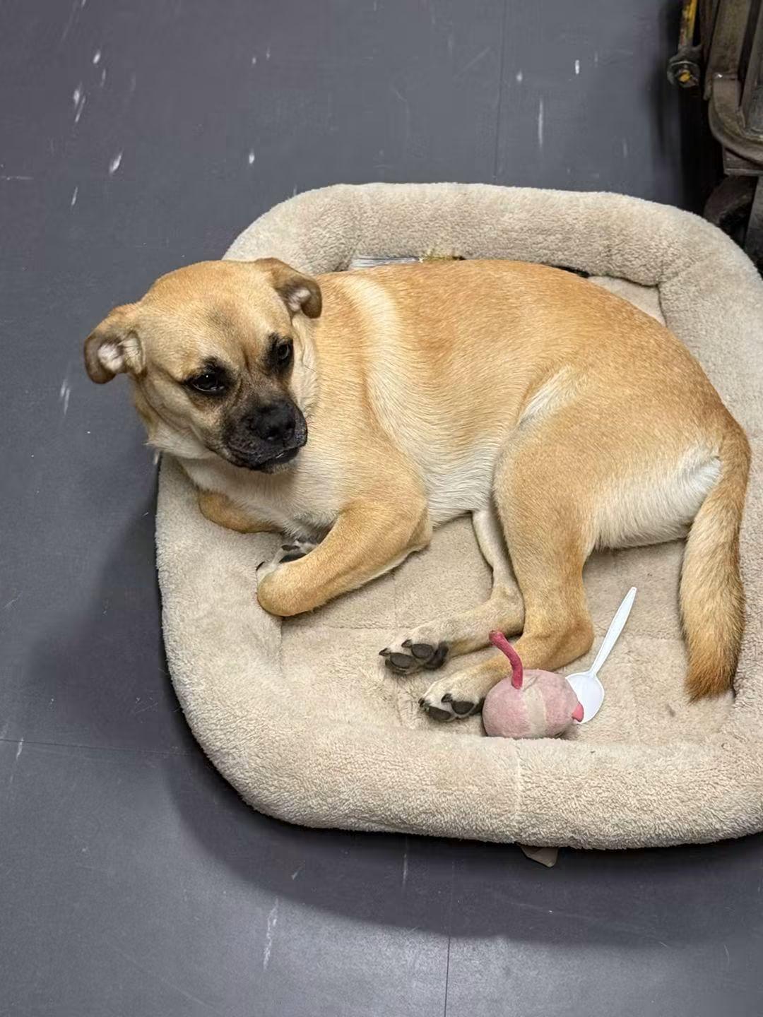 Enlarge Brooke, a Adoptable mixed breed in Oakland, CA image 2/4