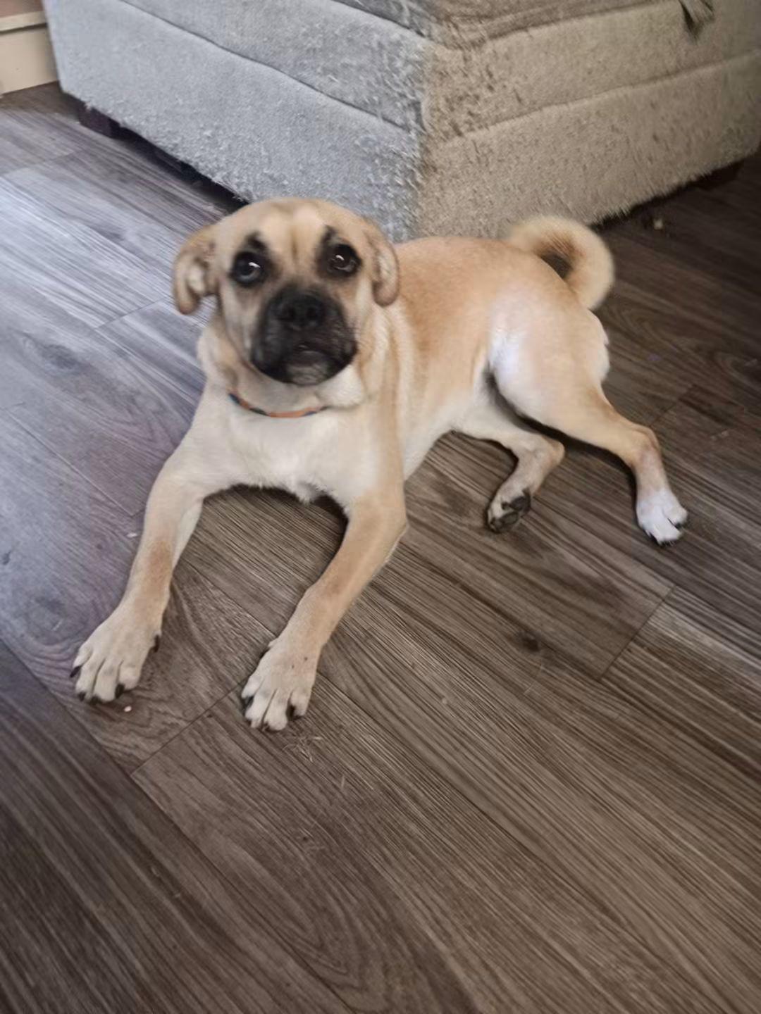 Brooke, Adoptable, Young Female Pug.