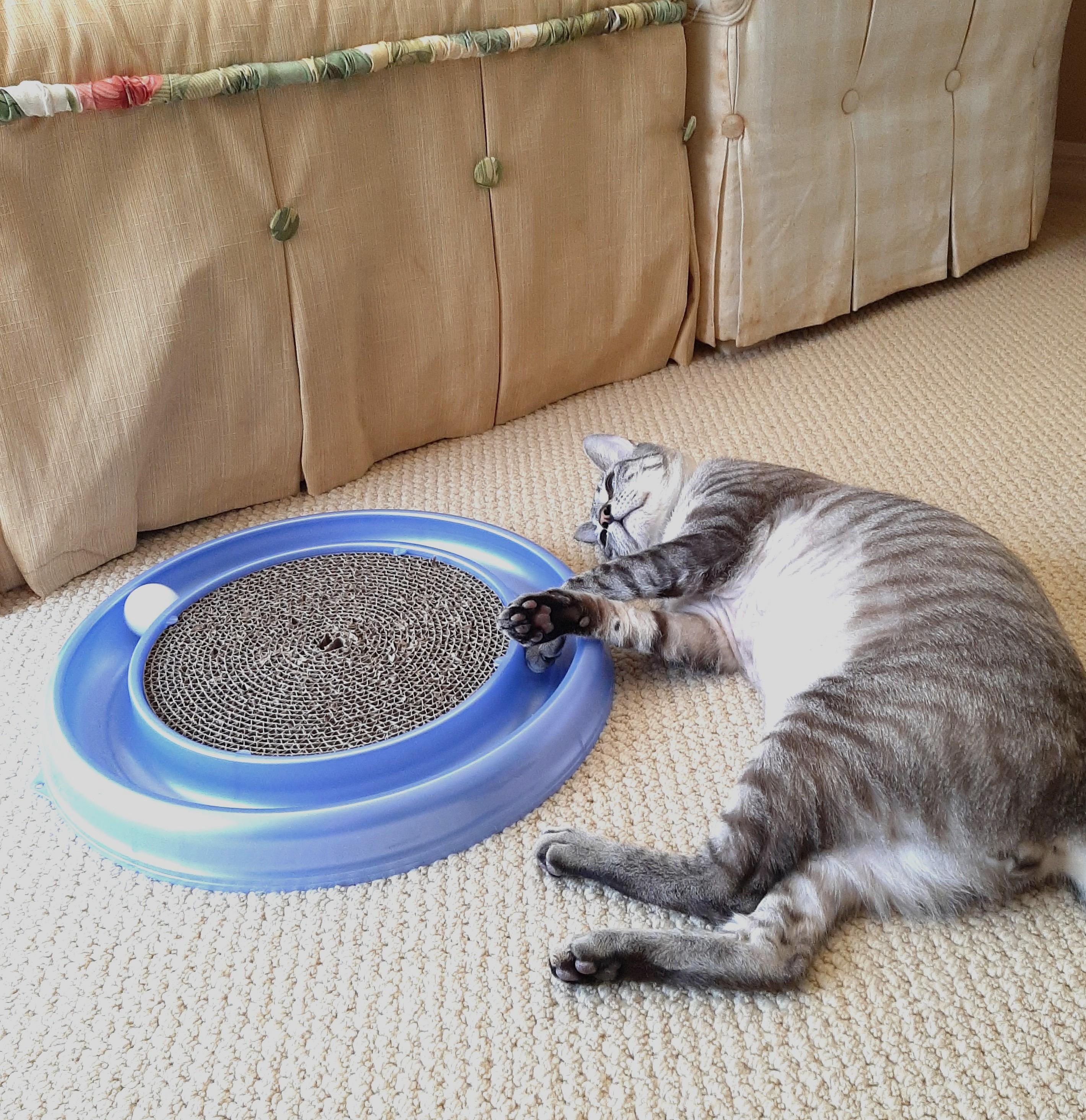 Enlarge Blu, a Adoptable mixed breed in Bradenton, FL image 4/5