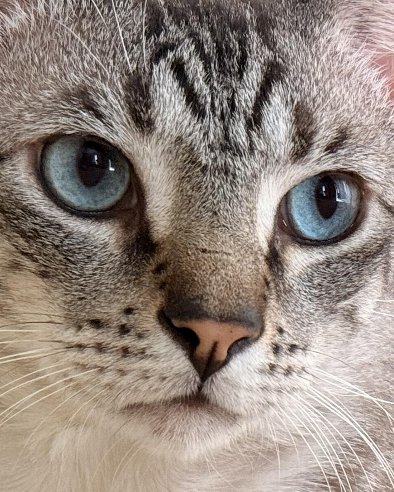 Enlarge Blu, a Adoptable mixed breed in Bradenton, FL image 3/5