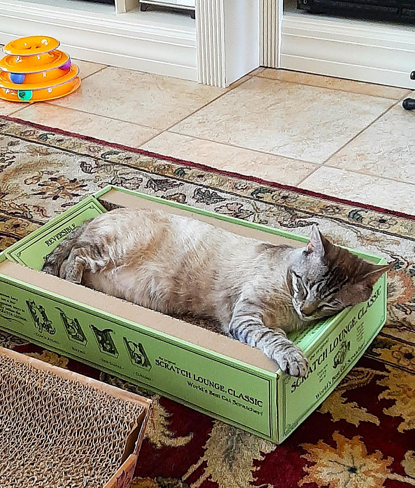 Enlarge Blu, a Adoptable mixed breed in Bradenton, FL image 5/5