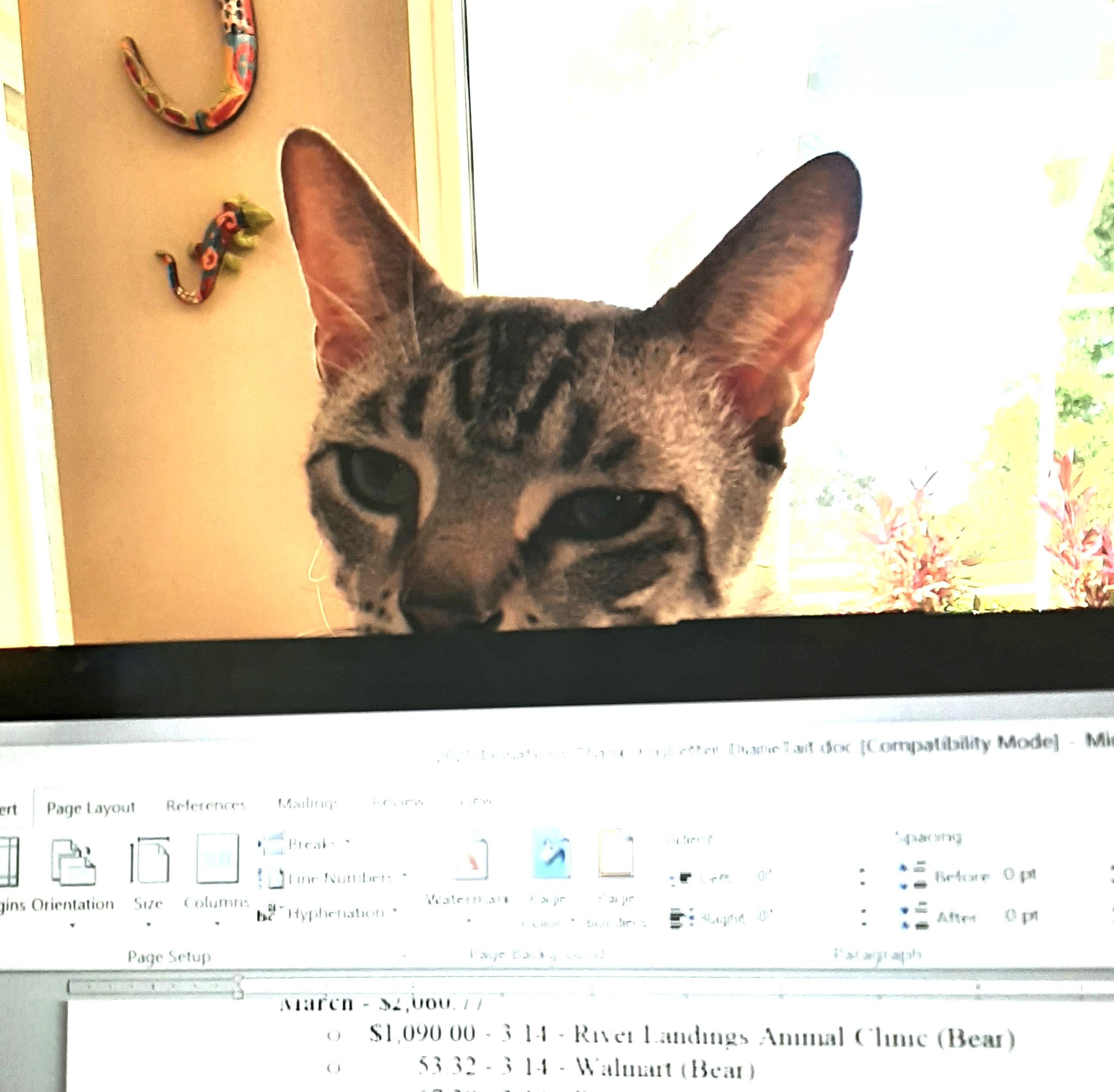 Enlarge Blu, a Adoptable mixed breed in Bradenton, FL image 5/5