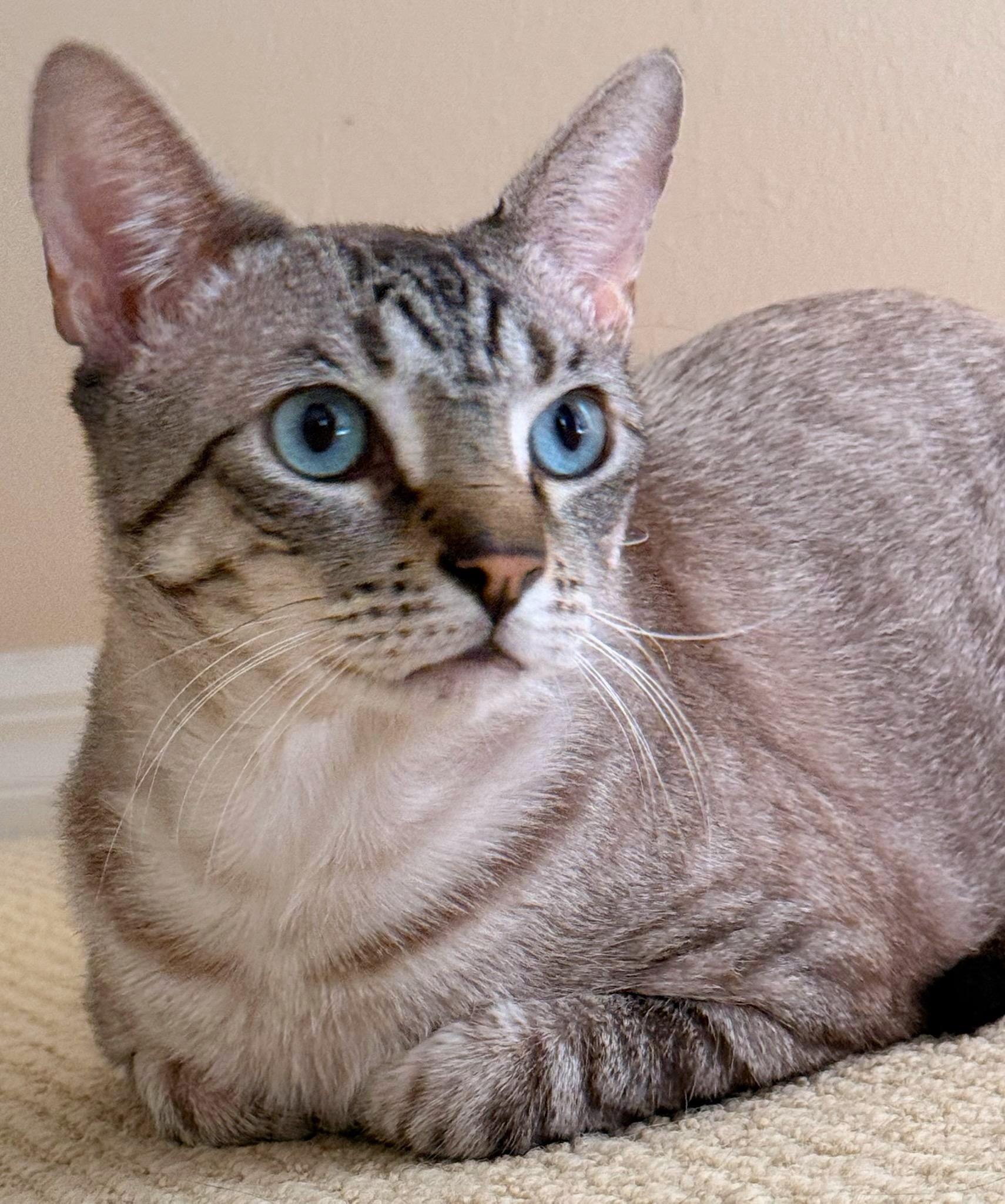 Blu, Adoptable, Adult Male Siamese & Domestic Short Hair.