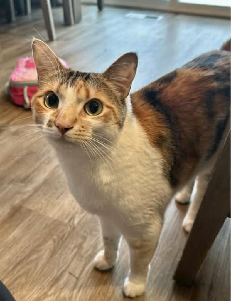 Enlarge Cleo, a Adoptable mixed breed in Palmer, AK image 1/1