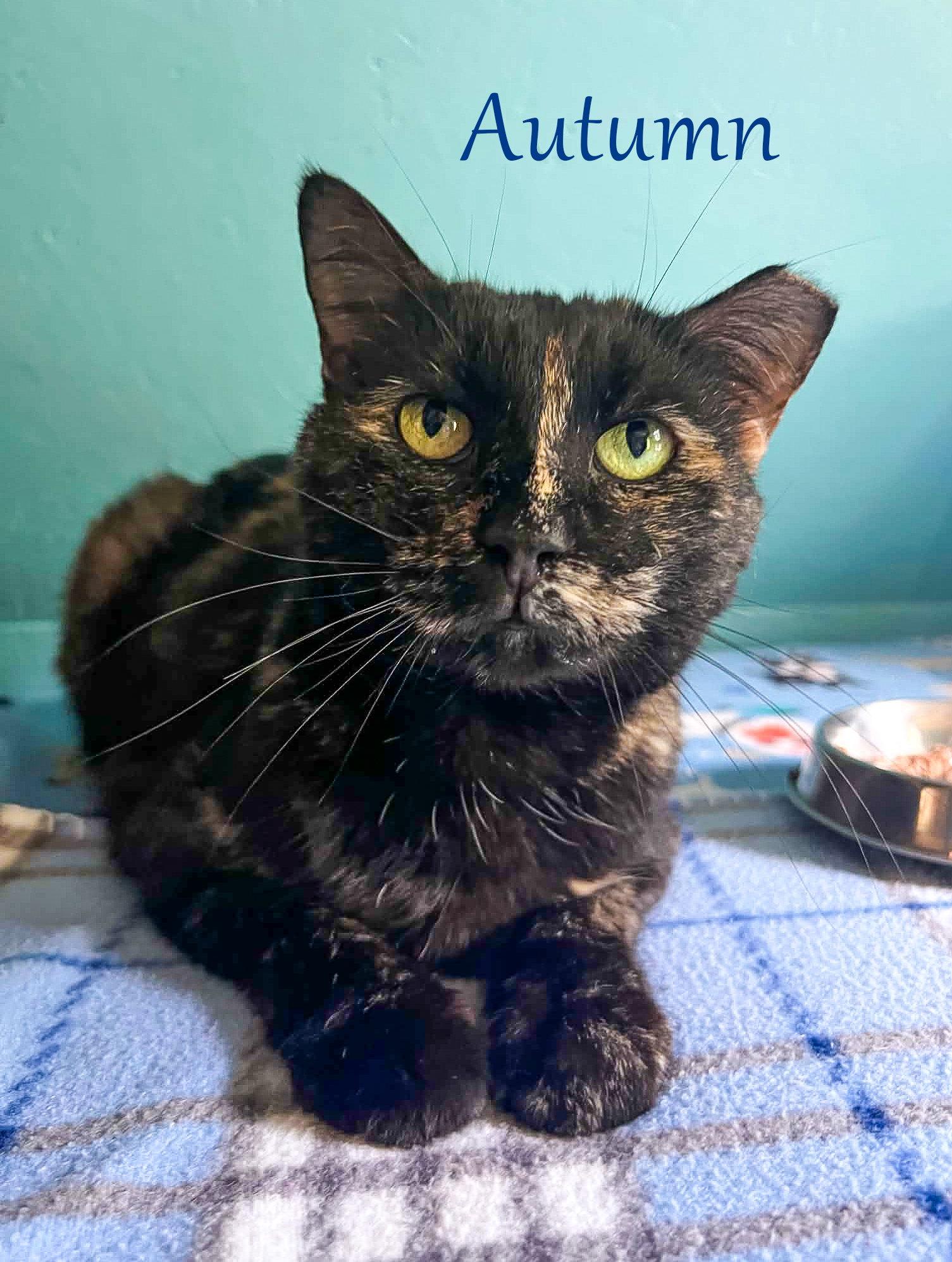 Autumn, Adopted, Adult Female Tortoiseshell.