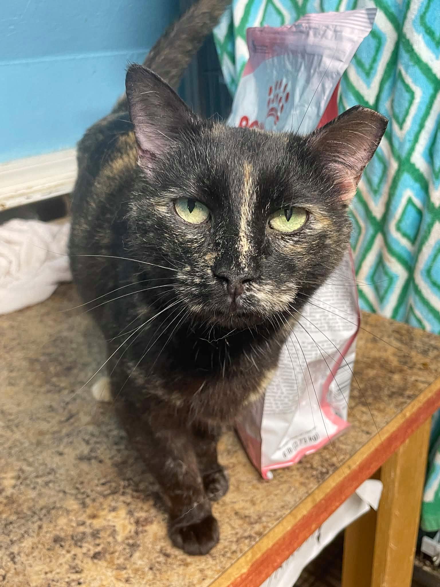 Enlarge Autumn, a Adopted Tortoiseshell in Flint Hill, VA image 2/3