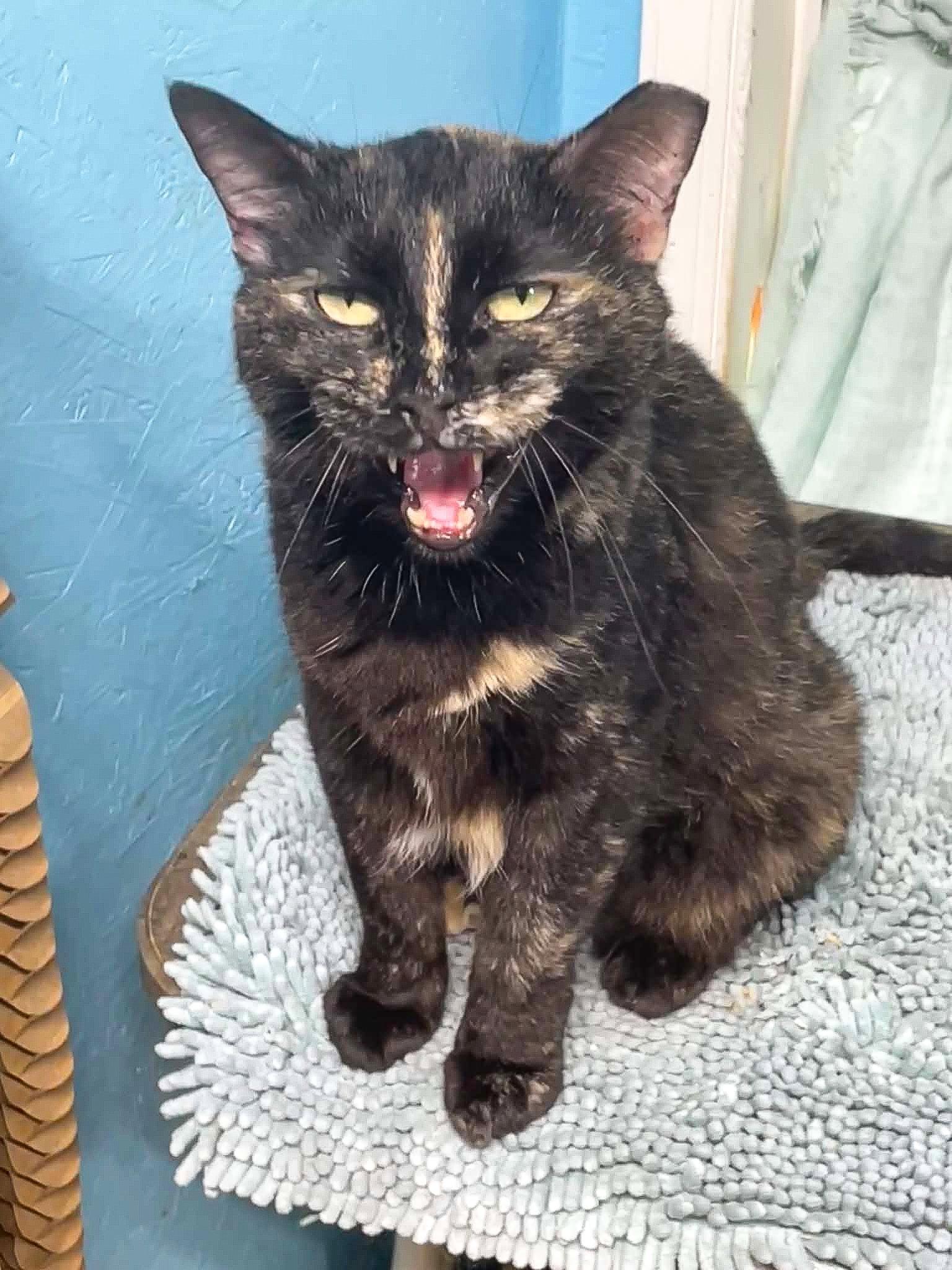 Enlarge Autumn, a Adopted Tortoiseshell in Flint Hill, VA image 3/3